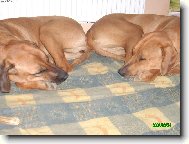 Rhodesian Ridgeback