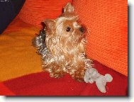 Jorkšírský terier, Yorkshire Terrier,