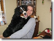 Berner Sennenhund