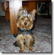 Jorkšírský terier, Yorkshire Terrier,