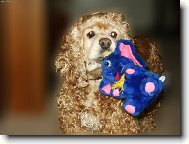 American cocker spaniel (Dog standard)