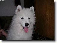 Samojed