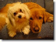 Hovawart (Dog standard)