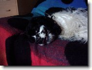 American cocker spaniel (Dog standard)