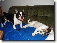 French bulldog (Dog standard)