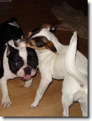 French bulldog (Dog standard)