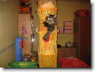 Maine coon (cat)