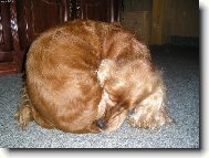 English cocker spaniel (Dog standard)