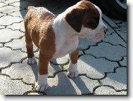 Deutscher boxer (Dog standard)