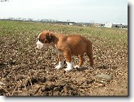 Deutscher boxer (Dog standard)