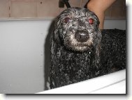 Poodle, caniche (Dog standard)