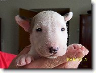 Bull terrier (Dog standard)