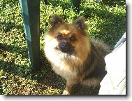 Deutscher spitz - Kleinspitz, German Spitz Miniature Spitz