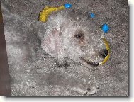 Bedlington Terrier