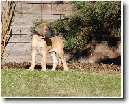 Great dane (Dog standard)