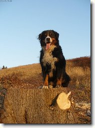Bernese mountain dog (Dog standard)