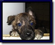 Dutch shepherd dog (Dog standard)