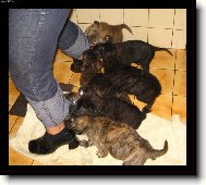 Dutch shepherd dog (Dog standard)