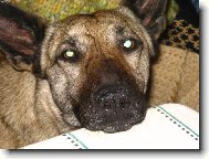 Dutch shepherd dog (Dog standard)