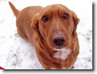 Basset Hound