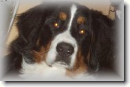 Bernese mountain dog (Dog standard)