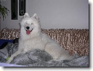 Samojed