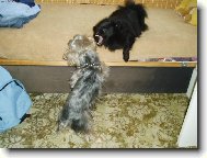 Deutscher spitz - Kleinspitz, German Spitz Miniature Spitz