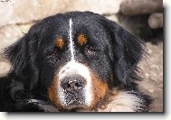 Bernese mountain dog (Dog standard)