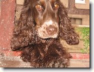 English cocker spaniel (Dog standard)