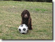 English cocker spaniel (Dog standard)