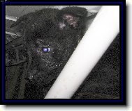 Dutch Shepherd Dog