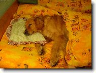 Hovawart (Dog standard)