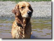 Golden retriever (Dog standard)