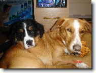 Bernese mountain dog (Dog standard)