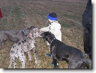 Great dane (Dog standard)
