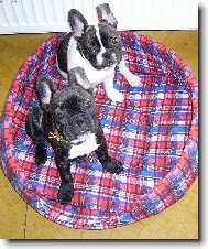French bulldog (Dog standard)