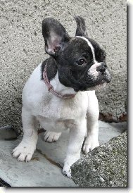 French bulldog (Dog standard)