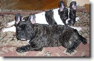 French bulldog (Dog standard)