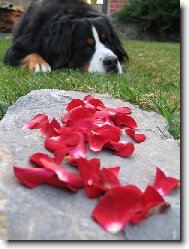 Bernese mountain dog (Dog standard)