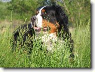 Bernese mountain dog (Dog standard)