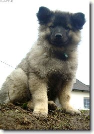 Deutscher spitz Wolfspitz, Keeshound