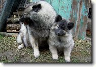 Deutscher spitz Wolfspitz, Keeshound