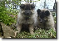 Deutscher spitz Wolfspitz, Keeshound