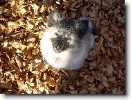 Deutscher spitz Wolfspitz, Keeshound