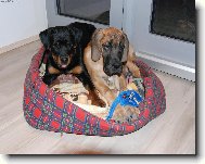 Great dane (Dog standard)