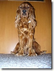 English cocker spaniel (Dog standard)