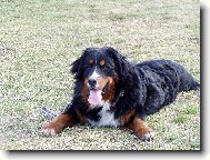 Bernese mountain dog (Dog standard)