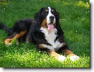 Bernese mountain dog (Dog standard)