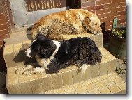 Golden retriever (Dog standard)