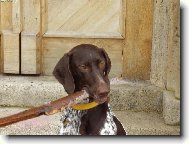 German shorthaired pointing dog (Dog standard)